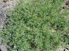 lupinus bicolor